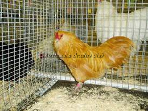 BV Buff bantam C by Michael Muenks