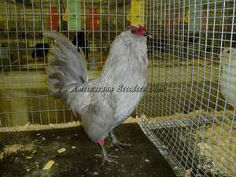 BV Lavender bantam C by Michael Muenks