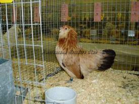 BV Wheaten bantam P by Robert Walchak