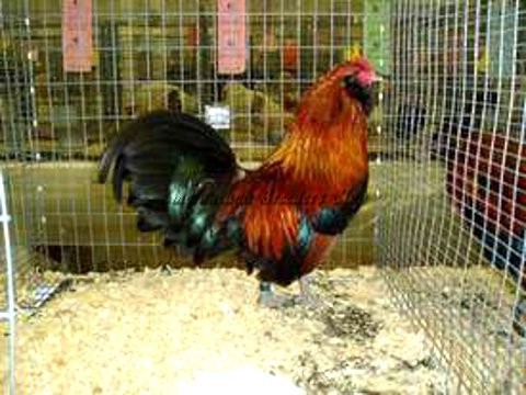 RV Wheaten bantam K by Robert Walchak