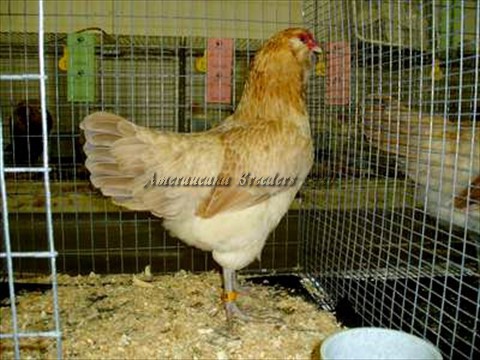 BV Blue Wheaten LF P by Paul & Angela Smith