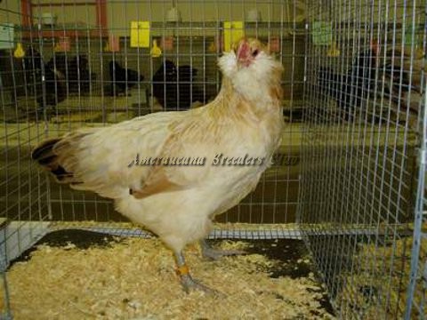 BV Wheaten LF P by Paul & Angela Smith
