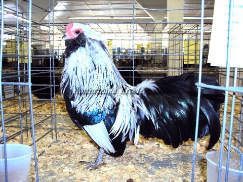 BV Silver bantam K by John Blehm
