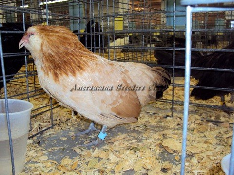 RB BV Wheaten bantam P by Robert Walchak