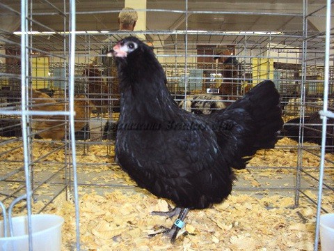 RV Black bantam P by Robert Walchak
