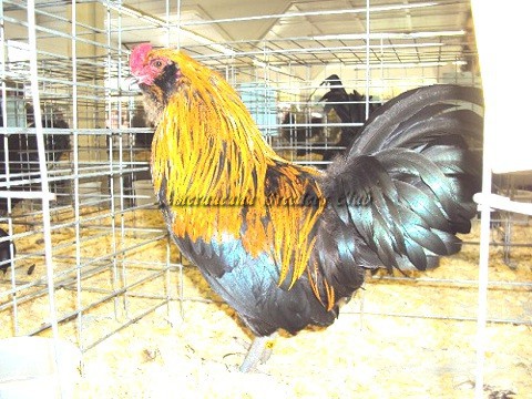 RV Brown Red bantam C by Mike Gilbert