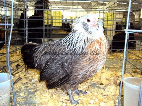 RV Silver bantam P by John Blehm