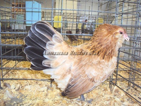 RV Wheaten bantam P by Robert Walchak