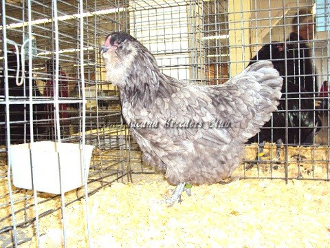 Best AOSB CH AM BB BV Blue LF H by Paul & Angela Smith