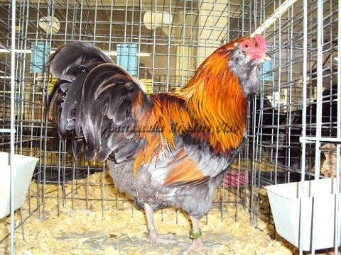 BV Blue Wheaten LF K by Matthew Smith