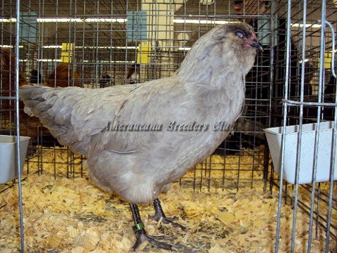 BV Lavender LF P by Paul & Angela Smith