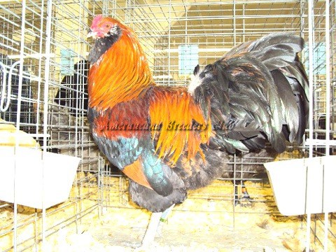 BV Wheaten LF K by Matthew Smith