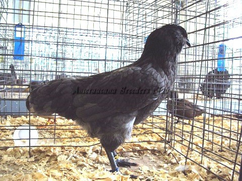 Junior BV Blue LF K by McCormick Snyder