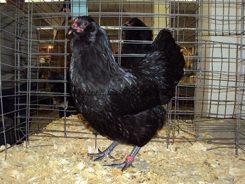 Res AOSB RB BV Black LF P by Clif Redden