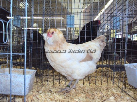 RV Blue Wheaten LF P by Matthew Smith