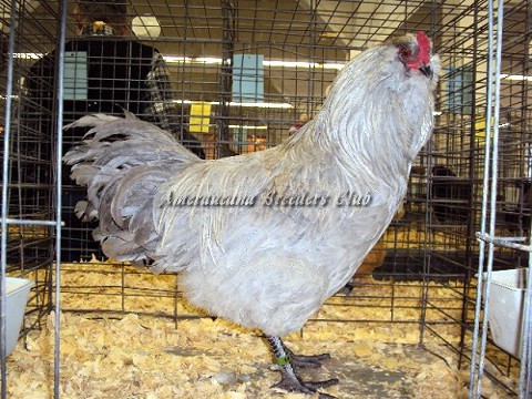 RV Lavender LF K by Matthew Smith