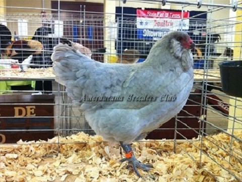 BV Lavender LF H by Max Strawn