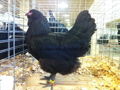 RB RV Black LF P by Houston Story