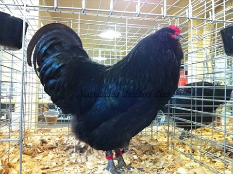 Res Gr CH AOSB BB BV Black LF K by Max Strawn