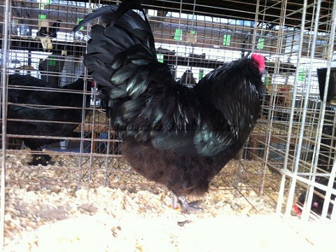 Black LF K_C2