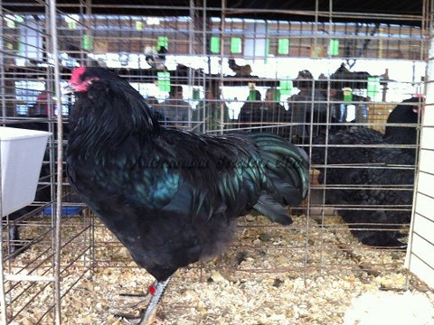 Black LF K_C3
