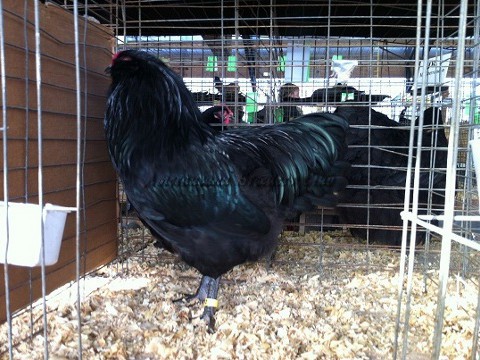 Black LF K_C4