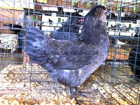 BV Blue LF P by Sharon Caywood