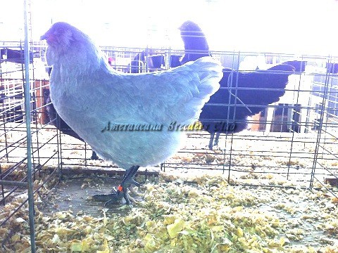 BV Lavender LF P by Clif Redden