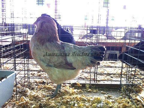 BV Wheaten LF P by Clif Redden
