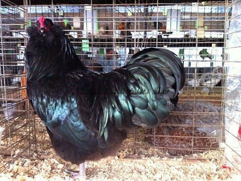 AOSB BB BV Black LF K by Clif Redden