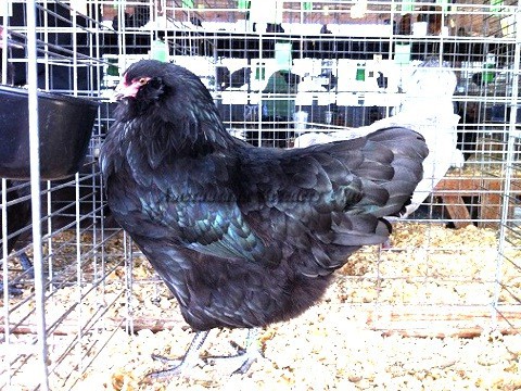Black LF P_H1