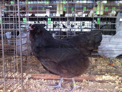Black LF P_H2