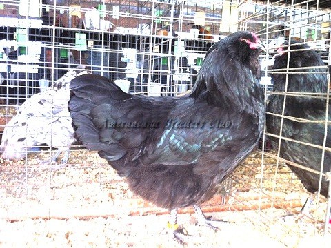 Black LF P_H3