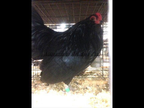 BV Black bantam C by Jerry DeSmidt