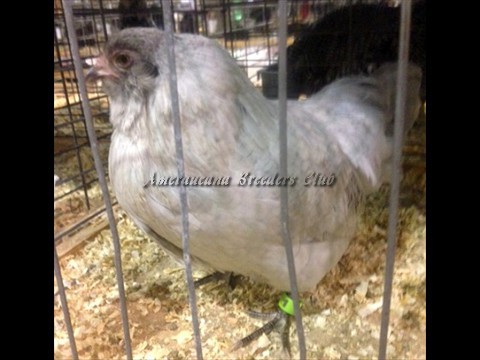 BV Lavender bantam P by Paul Danafaye