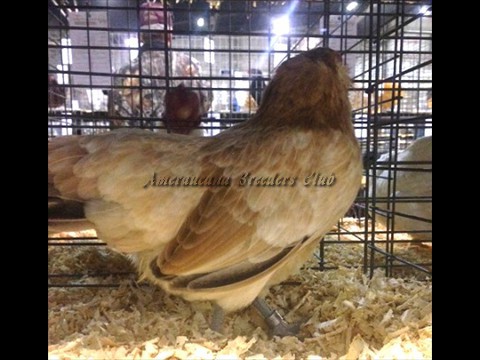 RB BV Wheaten bantam P by Jerry DeSmidt
