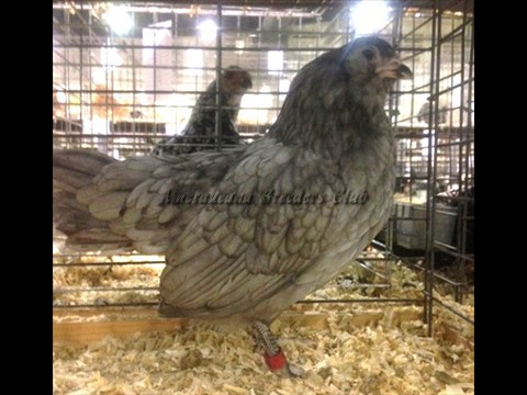 RV Blue bantam P by Jerry DeSmidt