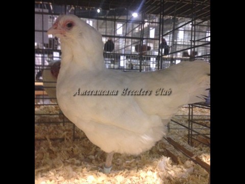 RV White bantam H by Jerry DeSmidt