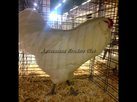 Best AOSB BB White LF by Jerry DeSmidt