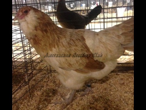 BV Blue Wheaten LF H by Jerry DeSmidt