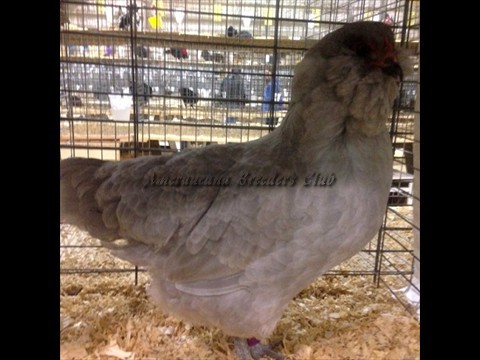 Junior BV Lavender LF H by Colton Brush