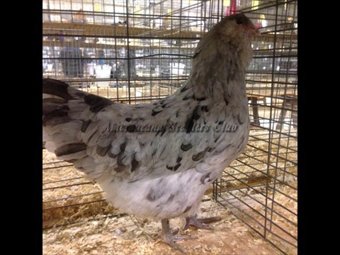 Junior BV Splash LF P by Keesah Ivins