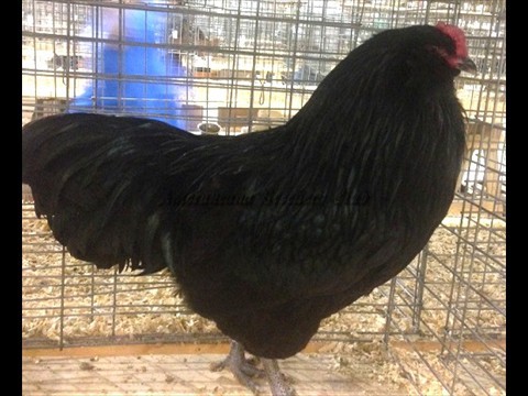 Junior RV Black LF K by Lillian Cooper