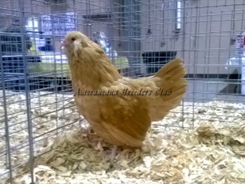 BV Buff bantam P by Patty Pickard