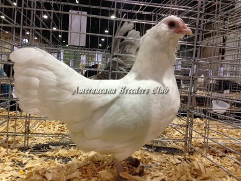 BV White bantam P by Jerry DeSmidt