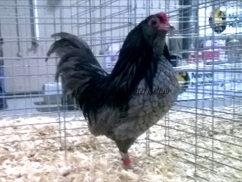 RB BV Blue bantam K by Jerry DeSmidt