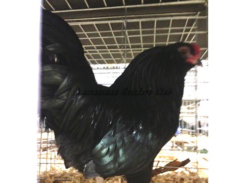 RV Black bantam C by Jerry DeSmidt
