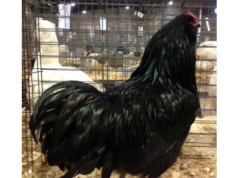 BV Black LF K by Will Kitsch