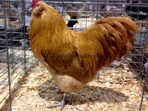 BV Buff LF C by Will Kitsch