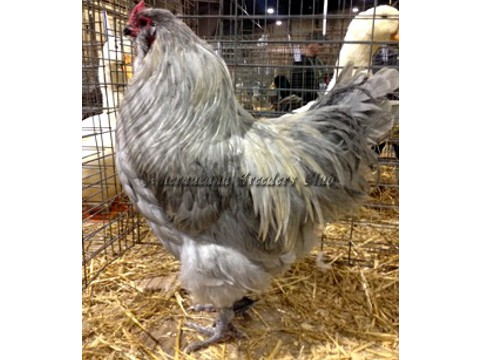 RV Lavender LF C by Jennifer Louden
